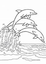 Delfini Golfinho Colorir Desenhos Pianetabambini sketch template