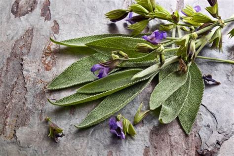 10 Healing Herbs You Can Grow At Home Mindbodygreen