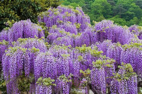wisteria sinensis chinese wisteria  seeds fragrant purple etsy