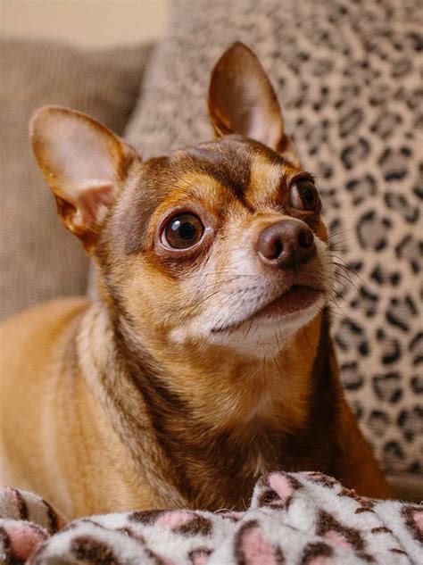 pictures  chihuahua terrier mix dogs image bleumoonproductions