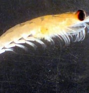 Afbeeldingsresultaten voor "euphausia Mucronata". Grootte: 179 x 179. Bron: www.marinespecies.org