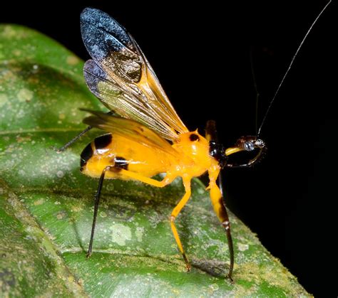 aposematic assassin bug acanthischium sp reduviidae flickr