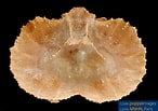 Afbeeldingsresultaten voor "aethra Scruposa". Grootte: 146 x 103. Bron: www.poppe-images.com