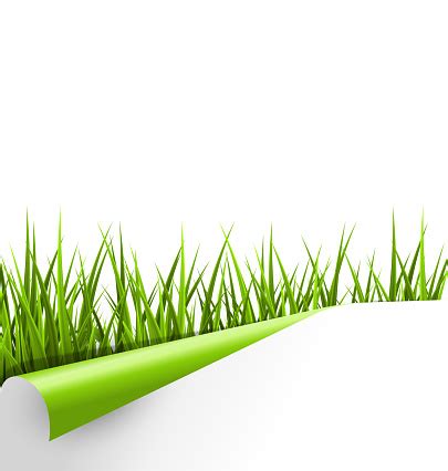 green grass  wrapped paper sheet isolated  white stock