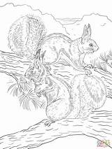 Coloring Pages Kaibab Animal Burgess Squirrel Book Abert Squirrels Children Drawing Collection Supercoloring sketch template