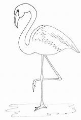 Flamingo Drawing Outline Painting Coloring Simple Print Draw Flamingos Pattern Justpaintitblog Friday Pages Paint Pink Color Kids Template Decor Printable sketch template