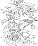 Coloring Pages Birds Washington State Goldfinch Flower Flowers Adult Bird Printable Rhododendron Winter Adults Little Colouring Printables American Heart Willow sketch template