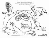 Desert Food Web Chain Coloring Drawing Pages Drawings Animals Tortoise Habitat Sahara Create Basket Getdrawings Animal Cactus Getcolorings Printable Paintingvalley sketch template