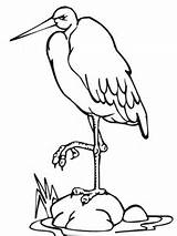 Stork Coloring Leg Pages Standing Drawing Color sketch template