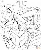 Coloring Locust Pages Grasshopper Clipart Printable Tree Super Drawing sketch template