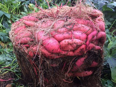 grow  massive sweet potato harvest  diy containers