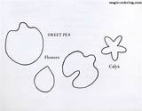 Sweet Pea Template Flower Coloring Magic sketch template