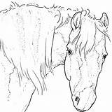Paarden Kleurplaten Dieren Equine Lineart Head Animaatjes sketch template