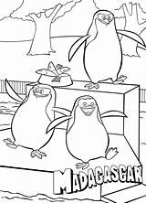 Madagascar Coloring Pages Skipper Rico Kowalski Penguins Coloringpages1001 Dragoart sketch template