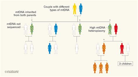 mitochondrial dna can be inherited from fathers not just mothers
