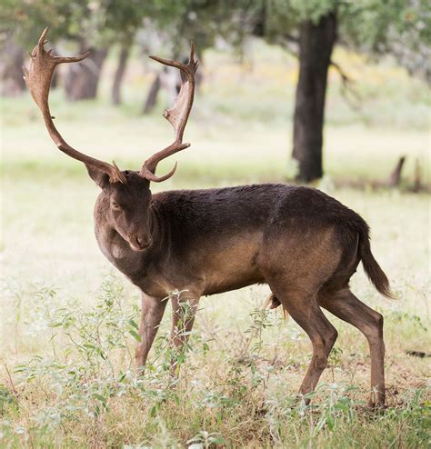 fallow deer wn hunting safaris