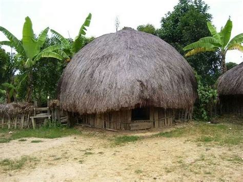 rumah adat papua beserta keunikannya prasstylecom