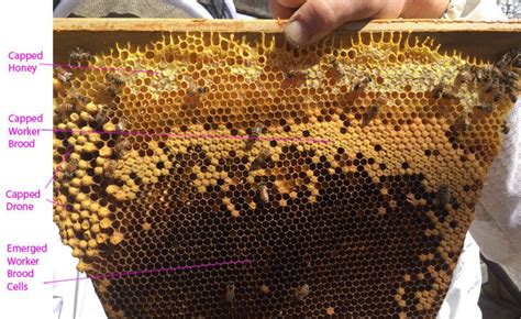 capped worker brood  drone comb top bar hive types  bees pencil eraser brooding hives