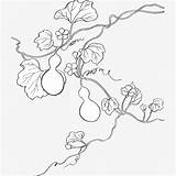 Gourd Drawing Sketch Plant Clipart Vine Paintingvalley Drawings sketch template