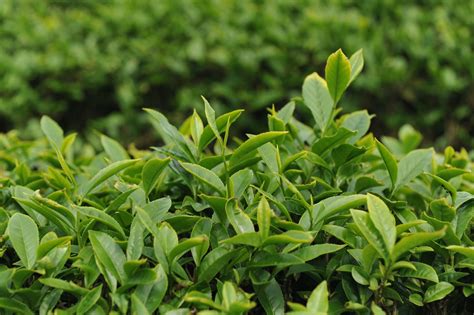 cc fine tea green tea fundamentals pt  regions varieties cc
