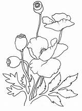 Anzac Coloring Pages Poppy Sheets Poppies Personal Flower Boundaries Drawing Colouring Remembrance Template Celebration Party Choose Board Library Painting Clipart sketch template