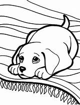 Retriever Puppy Chesapeake Getdrawings Labrador sketch template