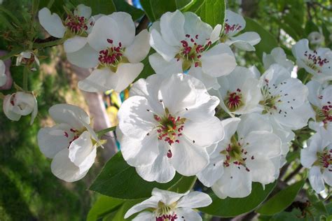 pear blossoms   photo  freeimages