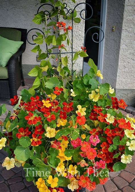 grow nasturtiums  outdoor planters garden vines container