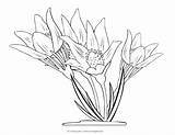 Coloring Crocus Flower Drawing Getdrawings Pages Print Getcolorings Anemone Awesome sketch template