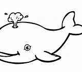 Whale Beluga Coloring Color Getcolorings sketch template