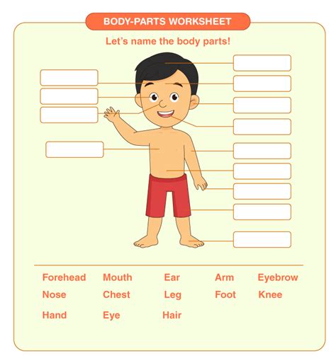numele automat judet human body parts worksheets  kindergarten