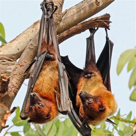 australia s flying foxes are nomadic and fly long distances