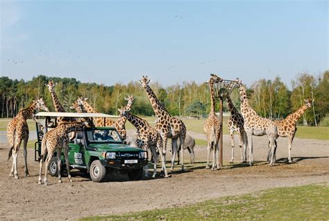 een dagje uit naar dierenpark beekse bergen  hilvarenbeek lekker weg