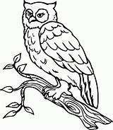 Burung Hantu Gambar Mewarnai Diatas Ranting sketch template