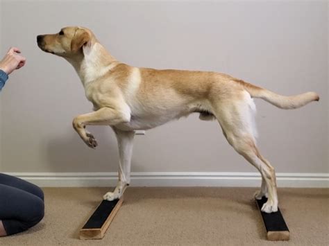 independent leg lifts advanced canine conditioning coach