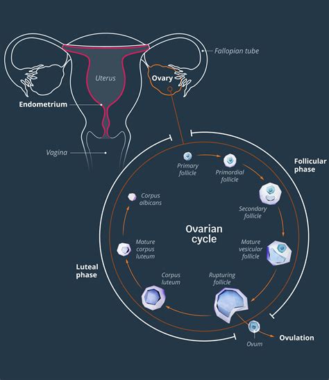 uterus diagram on period data diagram medis