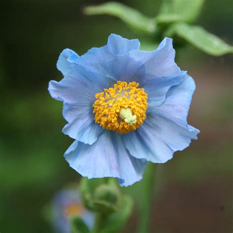 buy himalayan blue poppy meconopsis baileyi delivery  crocus