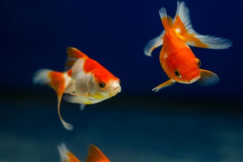goldfish swimming erratically frantically  easy solutions pet