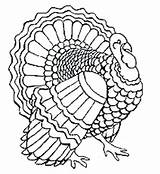 Turkey Cooked Getdrawings Drawing Coloring sketch template
