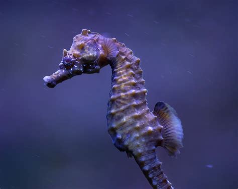 seahorse populations disappearing due  recreational boating earthcom