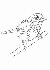 Coloring Bunting Bird Sheet sketch template