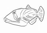 Triggerfish Trigger Pesce Balestra Lagoon Drawingtutorials101 Fishes sketch template