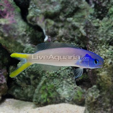 blue jaw tilefish saltwater aquarium fish  marine aquariums