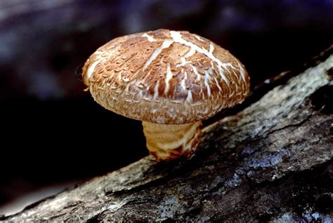 grow shiitake mushrooms   homestead    days