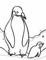 Penguins Coloring Pages Penguin Color Pole Cliparts Friends North sketch template
