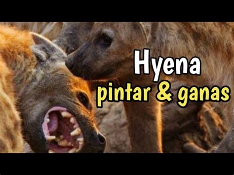 hyena hewan pintar  ganas hyena hyenaanimals heina predator karnivora wildlife