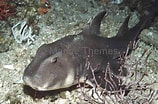 Afbeeldingsresultaten voor "heterodontus Mexicanus". Grootte: 158 x 104. Bron: www.marinethemes.com