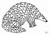 Pangolin Colorear Pangolino Disegnare Stampare sketch template