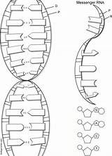 Biologycorner Helix sketch template