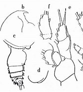 Image result for "pseudochirella Obesa". Size: 168 x 185. Source: copepodes.obs-banyuls.fr